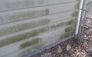 Mildew on side of house due to water splash back